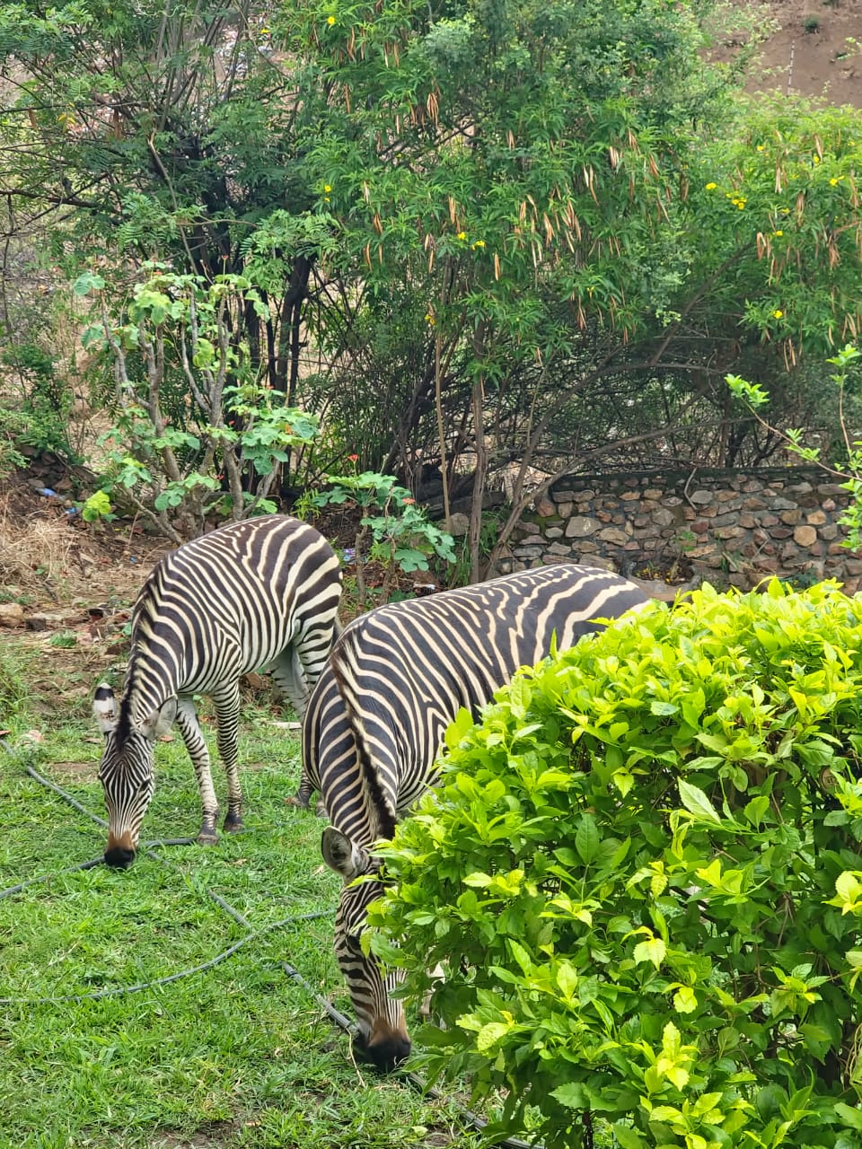Wildlife Encounter